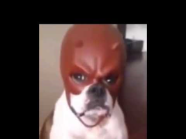 how he felt after saying that dog meme - sound effects - meme soundboard - Voicy Network